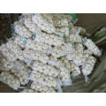 Chinese jinxiang 1kg pure white and normal white garlic